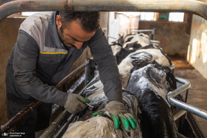 کارگران دامپروری؛ ستون‌های سلامت و آبادانی کشور