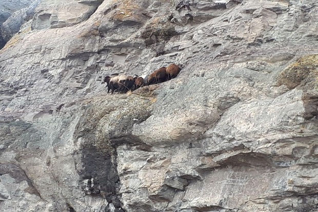 15 راس گوسفند در صخره های کوه های تکاب گرفتار شدند