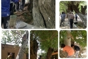 برگزاری همایش بزرگ مردمی مبارزه با آفات درختان شاهجوی بلده