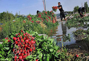 دستور دادستان برای جلوگیری از آبیاری مزارع نظرآباد با فاضلاب