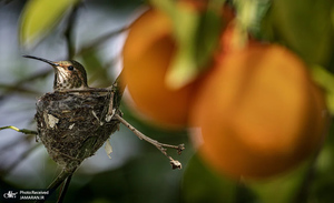 منتخب تصاویر امروز جهان - 29 بهمن 1403
