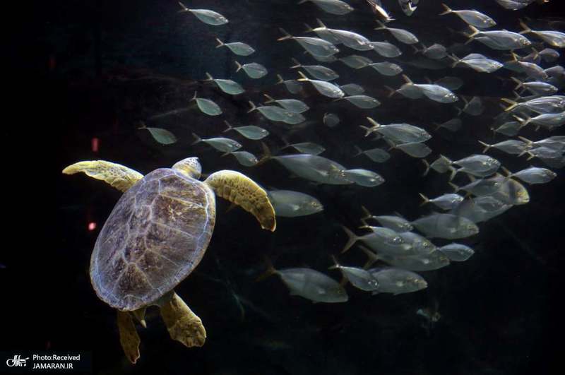 منتخب تصاویر امروز جهان- 13 تیر