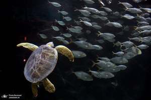 منتخب تصاویر امروز جهان- 13 تیر