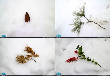 به سفیدی برف ...