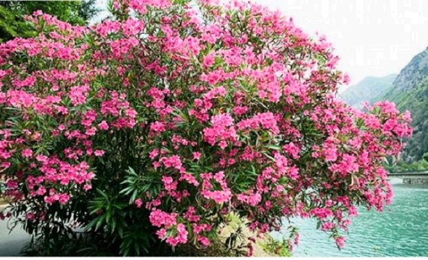 این گل نماد حمله اتمی آمریکا به هیروشیما است + عکس