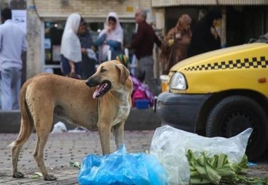 حیوان ولگرد، کودک هفت ساله ای را در میبد از پای در آورد