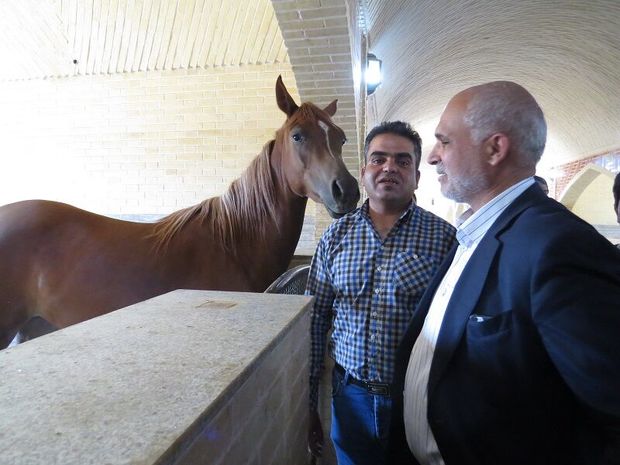 استان یزد با 400 مرکز، رتبه نخست پرورش اسب عرب کشور را دارد
