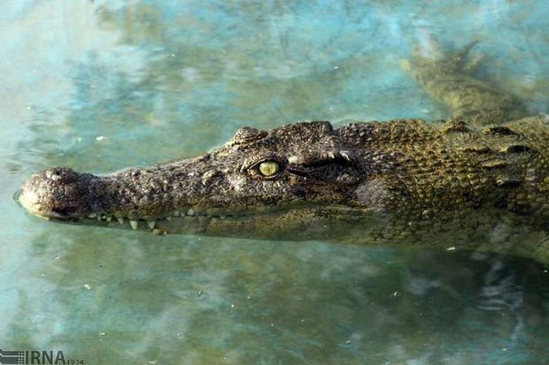 برکه‌های زیست تمساح در منطقه حفاظت شده گاندو سرباز پایش شد
