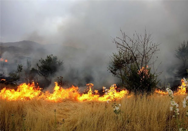 آتش‌سوزی در جنگل و مراتع گچساران مهار شد