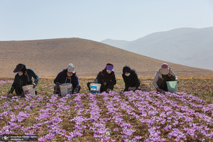 برداشت زعفران از مزارع استان چهارمحال و بختیاری