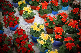 رتبه نخست آمل در تولید گل و گیاهان زینتی در مازندران