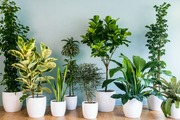 آنچه که باید درباره آبیاری گیاهان بدانید