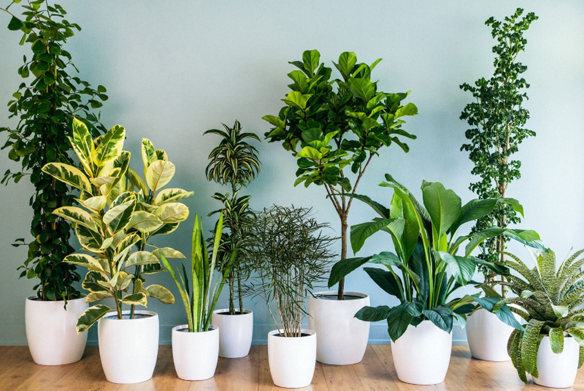 چگونه از گیاهان آپارتمانی در فصل زمستان محافظت کنیم؟