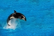 سازمان محیط زیست حضور نهنگ قاتل در خلیج فارس را تایید کرد