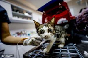 منتخب تصاویر امروز جهان- 11 مرداد 1400