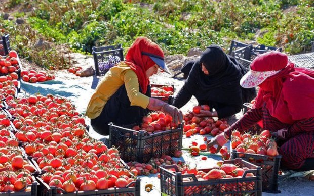 کشاورزان رودبار جنوب نگران افت قیمت گوجه فرنگی نباشند