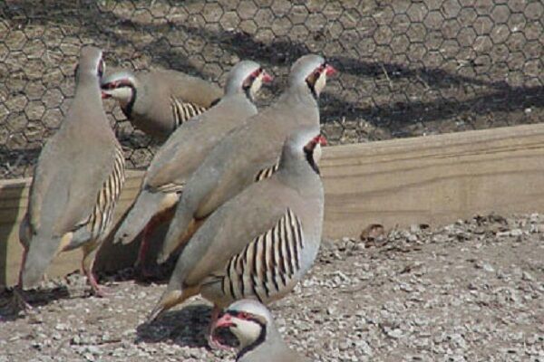 ۳۶ قطعه پرنده وحشی در خواف کشف شد