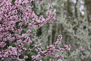شکوفه های بهاری تهران