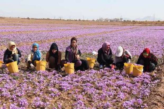 زعفران 500 هزار نفرروز اشتغال در تایباد ایجاد کرده است