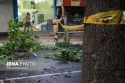 طوفان تهران درختان را شکست + عکس