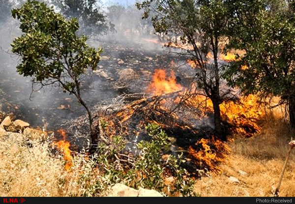 آتش‌سوزی ۹۰ درصد از جنگل‌ها عامل انسانی دارد