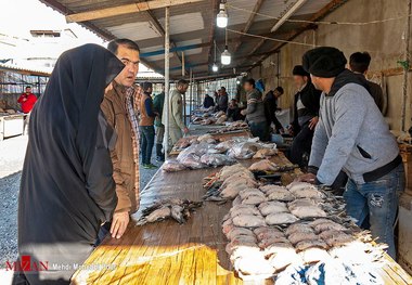 تعطیلی بازار غیرقانونی فروش پرندگان مهاجر فریدونکنار با دستور قضایی + عکس ها