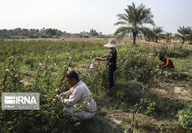 برگزاری نخستین جشنواره «چای ترش» در خوزستان