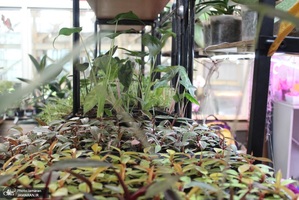 نمایشگاه گل و گیاه (2)