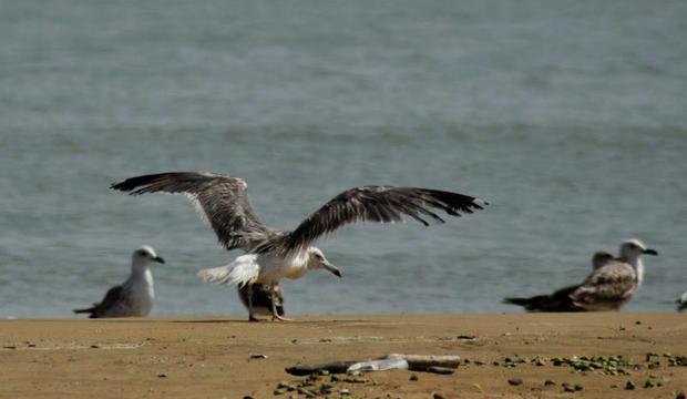 تور پرنده نگری در گناوه برگزار شد