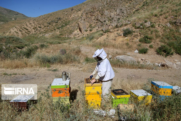 آمارگیری کلنی‌های زنبور عسل در کردستان آغاز شد