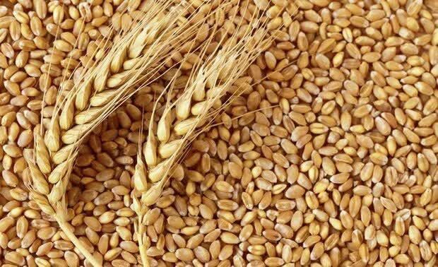 ۱۲۰ رقم گندم در کشور ثبت شده است