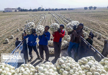 ۲۰ اتحادیه تعاون روستایی برای خرید پیاز وارد جنوب کرمان شدند