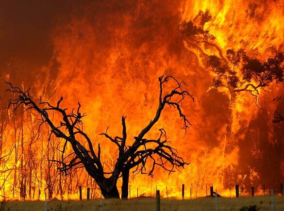 آتش سوزی جنگل های «ماربره» ایلام مهار شد