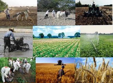 تصویب185میلیارد ریال برای صندوق حمایت از توسعه بخش کشاورزی خراسان شمالی