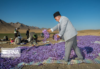 ۲ تن زعفران در طرح خرید حمایتی زعفران از کشاورزان رشتخواری خریداری شد