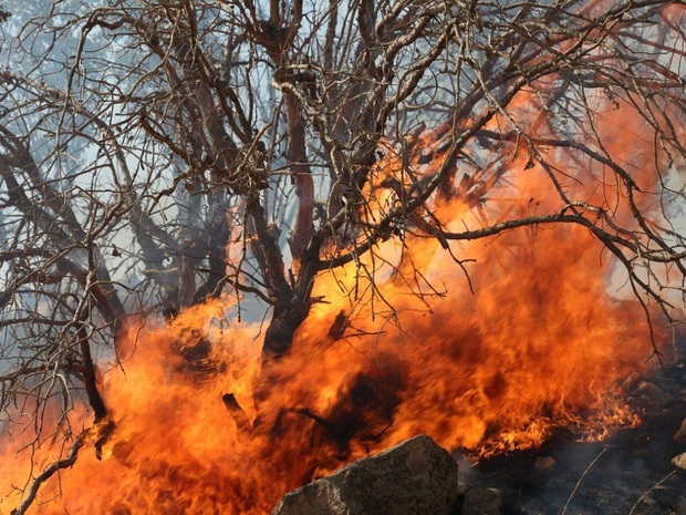 آتش سوزی در مناطقی از جنگل های الوار اندیمشک مهار شد