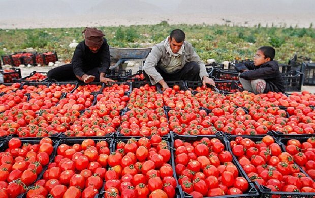 افت شدید قیمت محصول گوجه در هشتبندی ورشکستگی در کمین کشاورزان