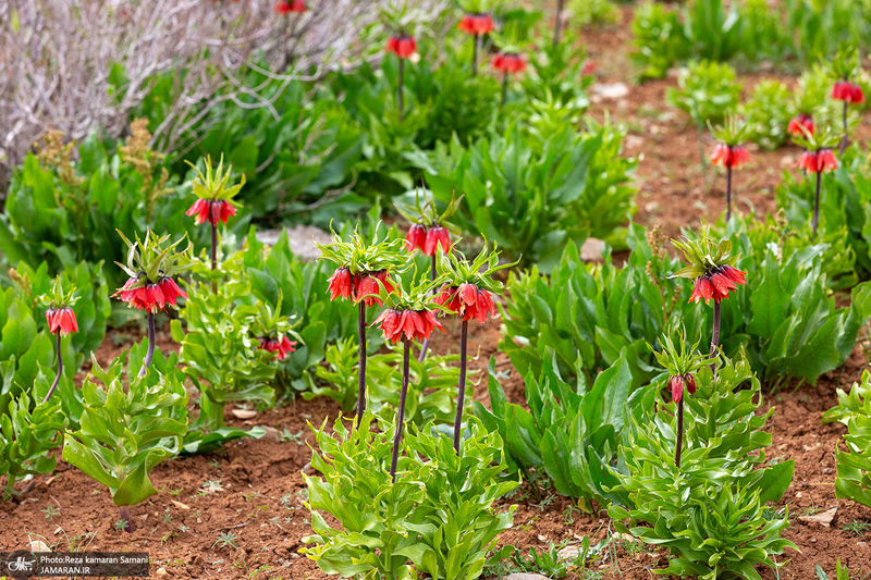 دشت لاله های واژگون کوهرنگ