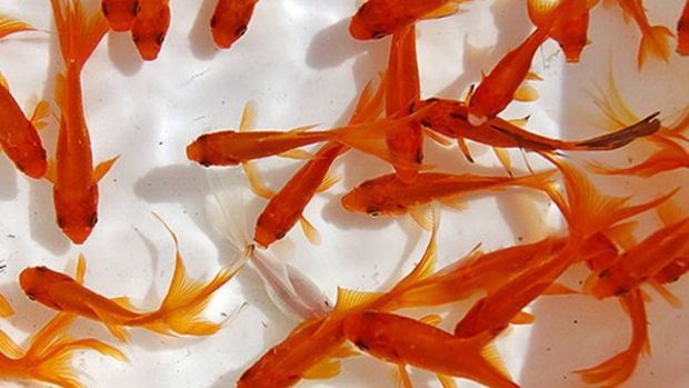 درخواست «زالی» از حناچی برای ممنوعیت فروش ماهی قرمز 