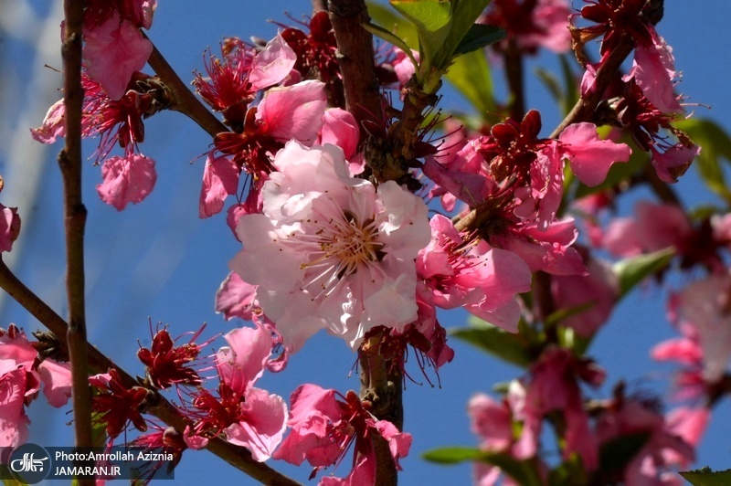 روز طبیعت در حرم مطهر حضرت امام خمینی(س) - 2