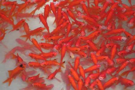 مردم از رها سازی ماهی قرمز عید در روان آب های طبیعی خودداری کنند