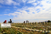 کرونا بیش از ۲۰۰۰ میلیارد تومان خسارت به کشاورزی جنوب کرمان وارد کرد