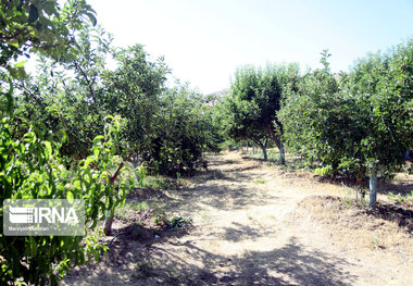 آمارگیری نمونه ای از باغداران ایلام در حال انجام است