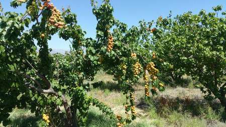 شناسایی چهار رقم زردآلوی مقاوم به سرما در مرکز تحقیقات کشاورزی سمنان