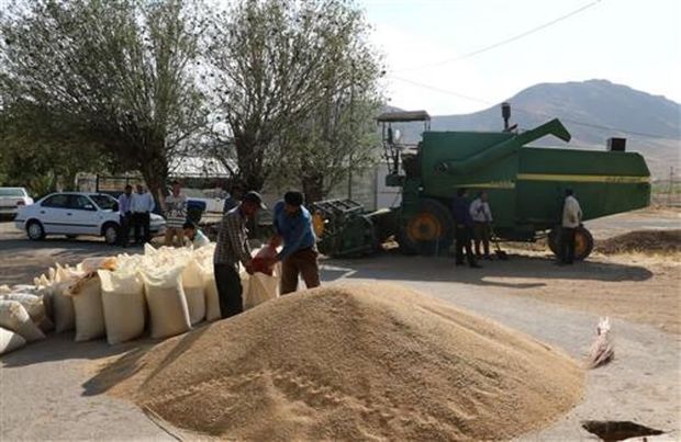 بذر اصلاح شده برای کشاورزان با قیمت دولتی تامین شد