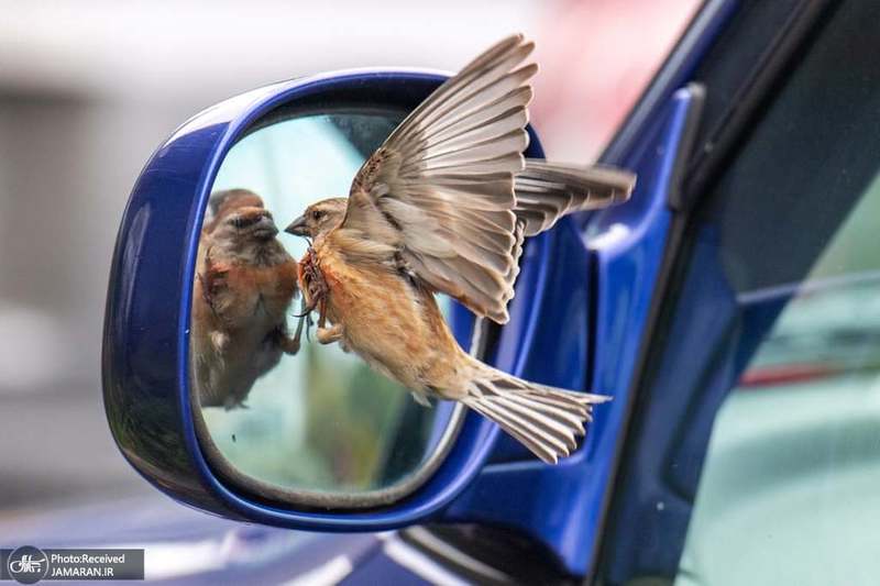 منتخب تصاویر امروز جهان- 25 اردیبهشت 1400