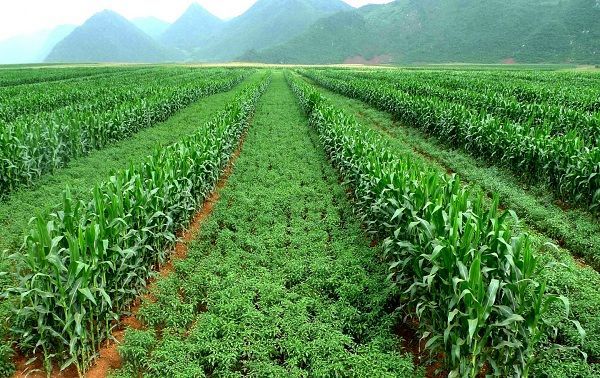 اجرای ۴۶ هزار هکتار کشاورزی حفاظتی در آذربایجان شرقی