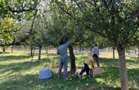 برداشت سیب در کشمیر هند (8)