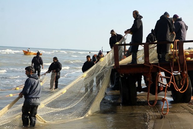 400 تن ماهیان استخوانی در سواحل بندرکیاشهر صید شد