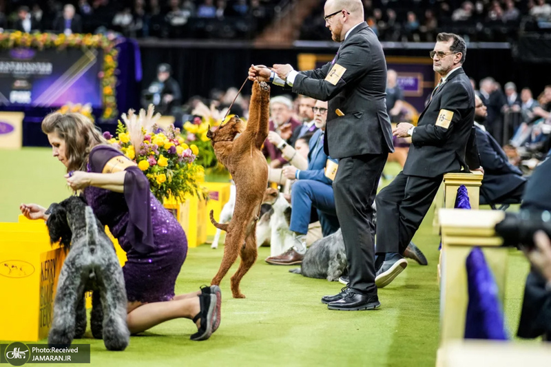 منتخب تصاویر امروز جهان - 25 بهمن 1403